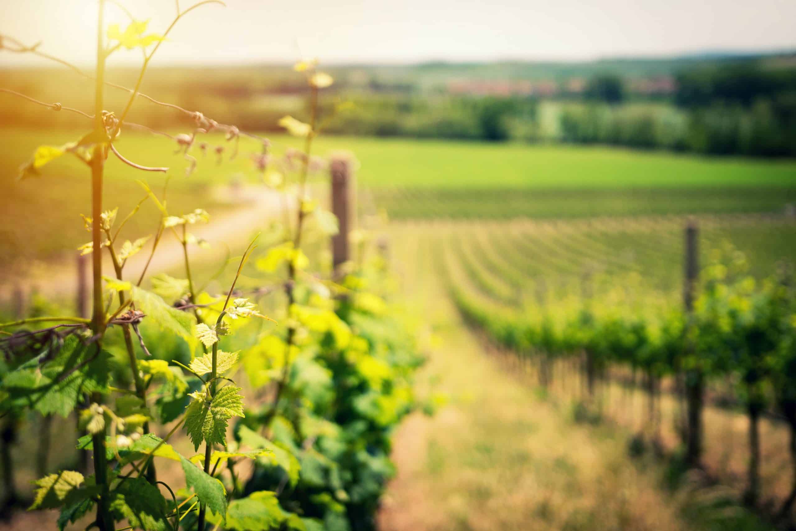 Forkæl dig selv med Bourgogne Grand Cru