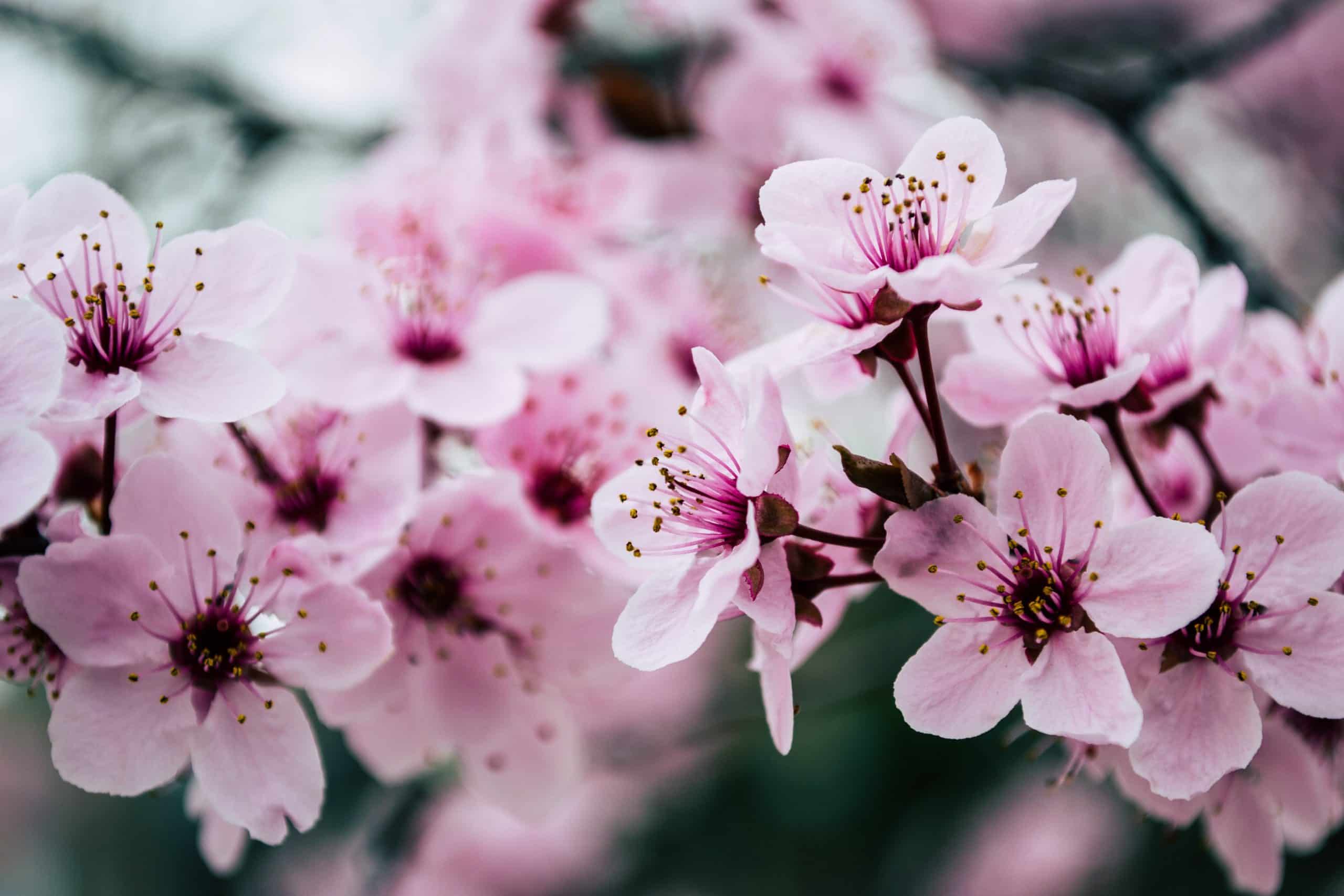 Derfor er det en fordel at have friske blomster i dit hjem
